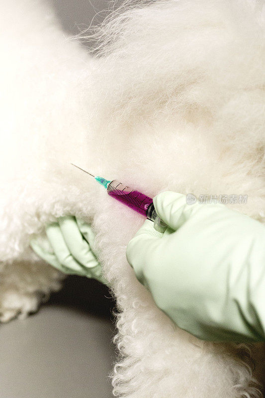 兽医给狗接种疫苗