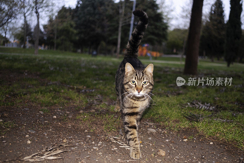 闪光灯下公园里的流浪猫