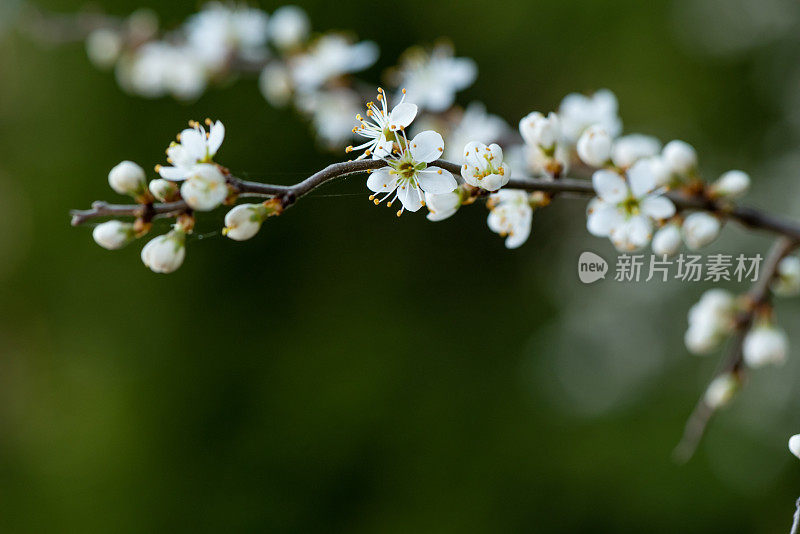 黑刺李花开白色的花