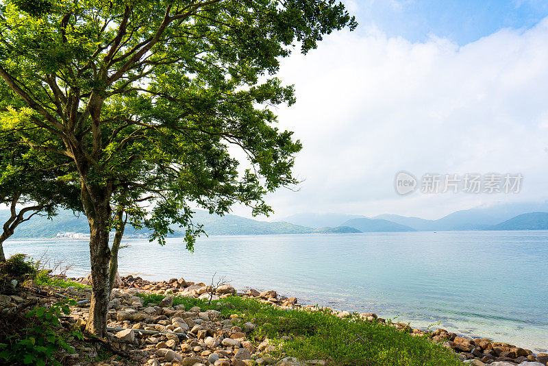 春天树叶背景