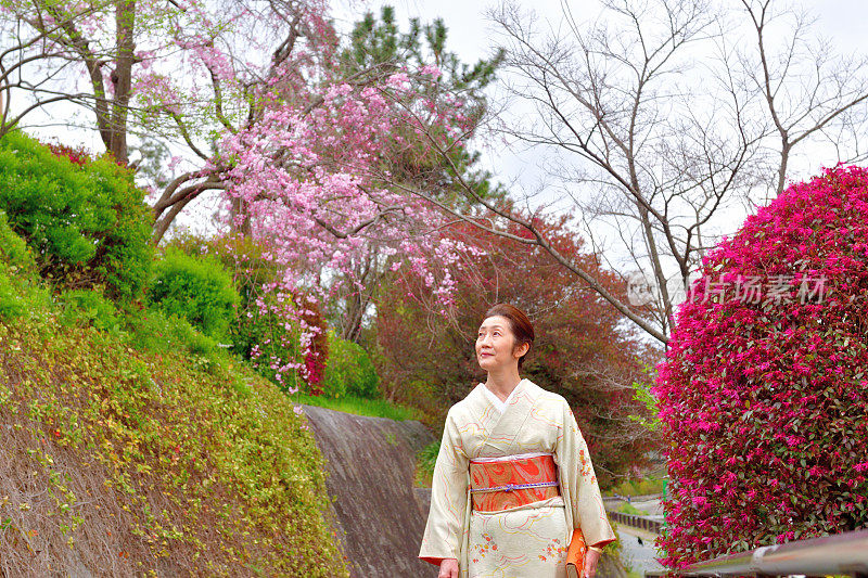 穿着和服的日本妇女在京都的加茂河边欣赏樱花
