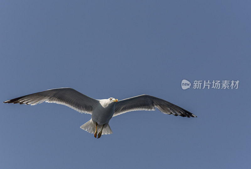 希腊卡瓦拉附近的萨索斯岛渡船上的海鸥