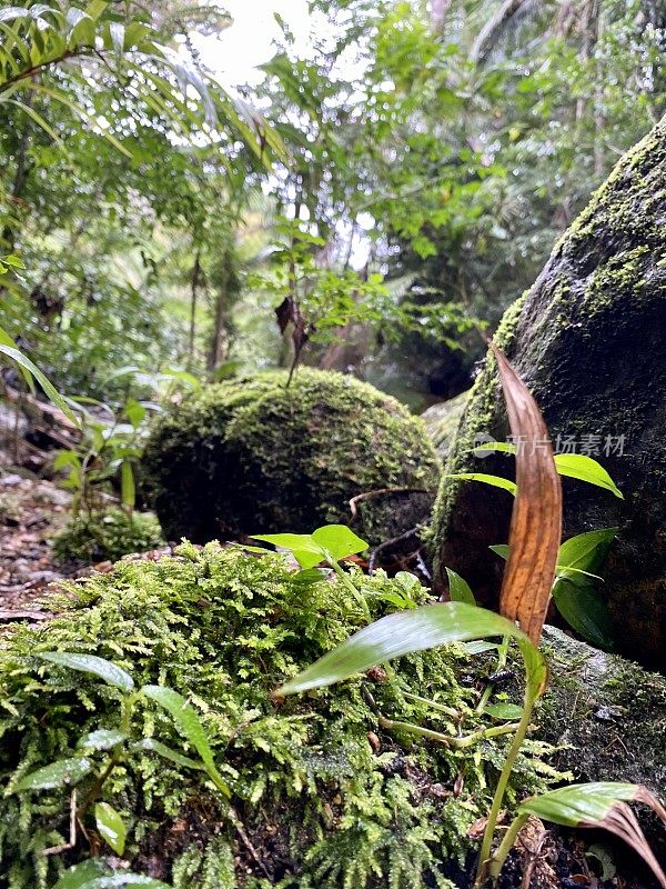 热带雨林中长满苔藓的小溪巨石