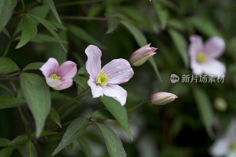 铁线铁线莲春天开花，一种大型的落叶攀缘植物，有青铜三叶