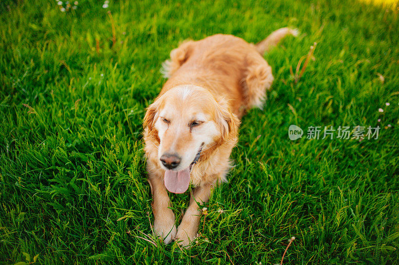 美丽的金毛猎犬坐在田野里