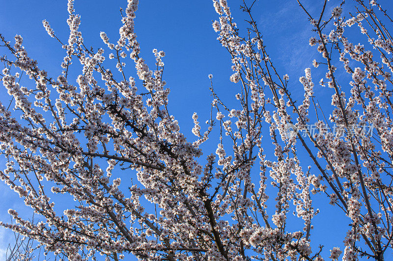 杏树花的特写