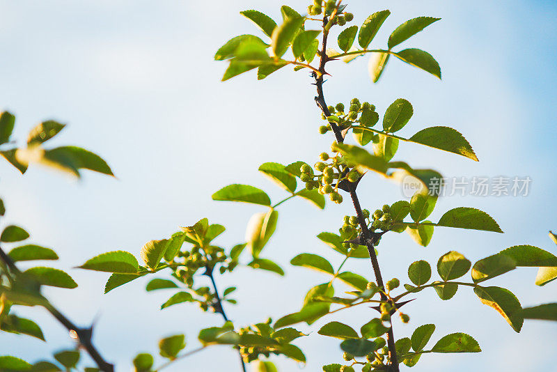 中国花椒树