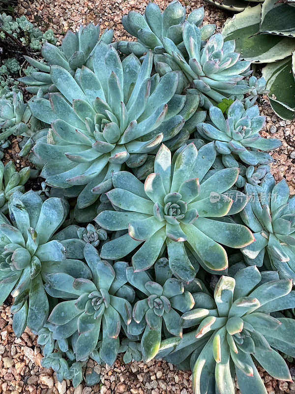 砾石仙人掌花园床上的棘草多肉植物特写，高架视图