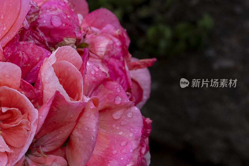 粉色玫瑰上的雨滴，暗色背景