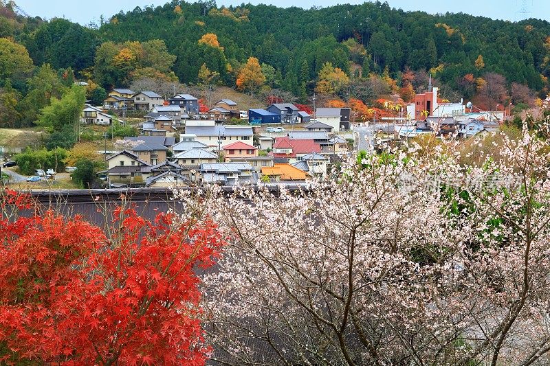 四季樱花公园在大原，日本，爱知县，丰田，爱知县