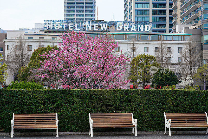 日本神奈川县，盛开的鲜红樱花和新格兰德酒店