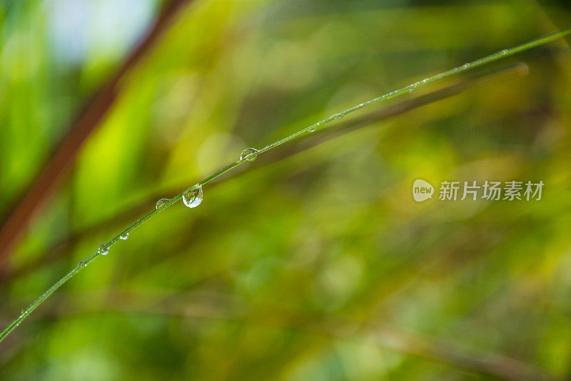 夏天早晨叶子上的露珠