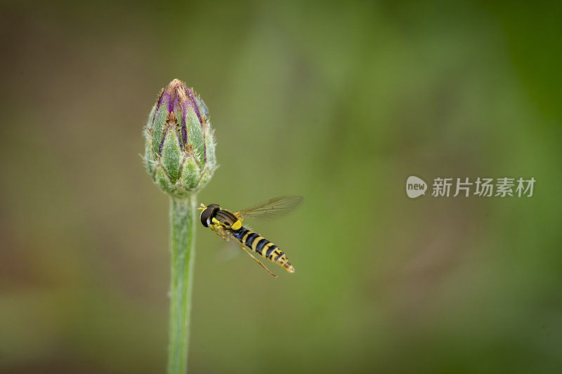 英国乡村花园里的矢车菊