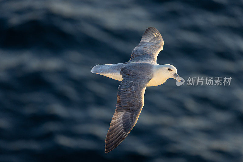 怒吼的海鸟在海面上低空翱翔