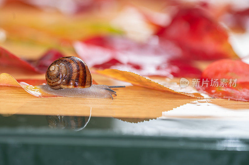 在雨天，蜗牛在秋天的树叶间穿梭。