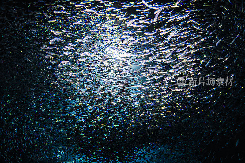 阳光照耀着一大群小鱼饵鱼，它们在黑暗的海洋洞穴里游来游去
