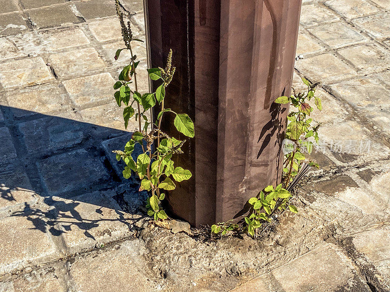 人行道上长出来的植物