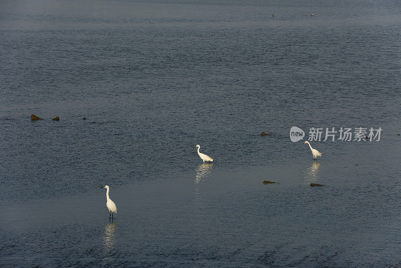 湿地苍鹭在夕阳下觅食