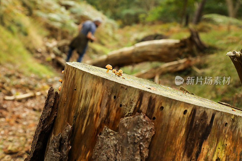 小小的黄色蘑菇长在树桩上，背景是觅食的人