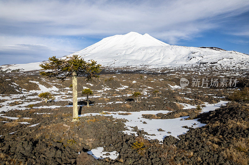 巴塔哥尼亚火山脚下的一棵仙人掌树