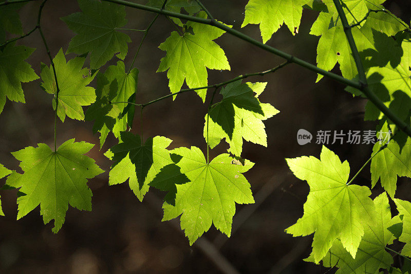 不列颠哥伦比亚省西南部绿枫叶上的昆虫