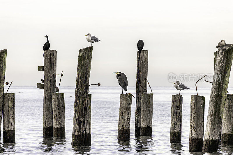 华盛顿州罗伯茨角，鸬鹚，海鸥和蓝鹭在桩上休息。