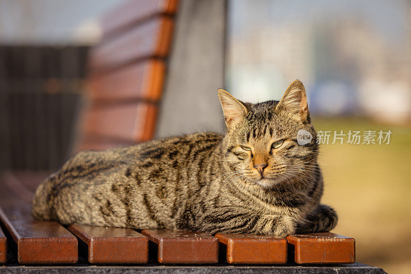 虎斑流浪猫。