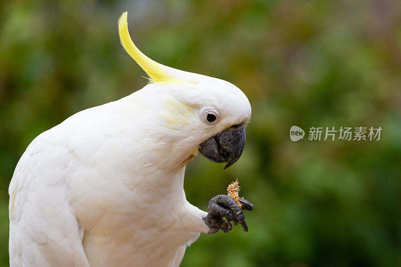 澳大利亚硫冠凤头鹦鹉在绿色森林背景下吃小米种子