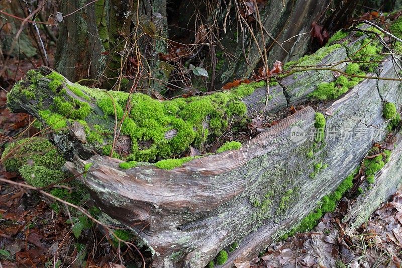 加拿大森林里一棵腐烂的树上的苔藓