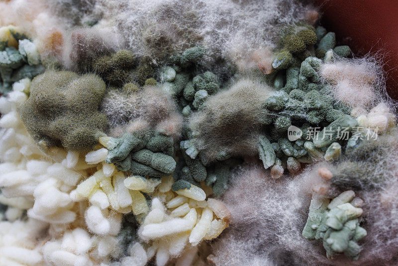 老米，长满了青灰色的霉菌，特写。