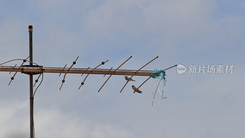 蓝天下，两只大燕子栖息在老式模拟电视天线的茎上。