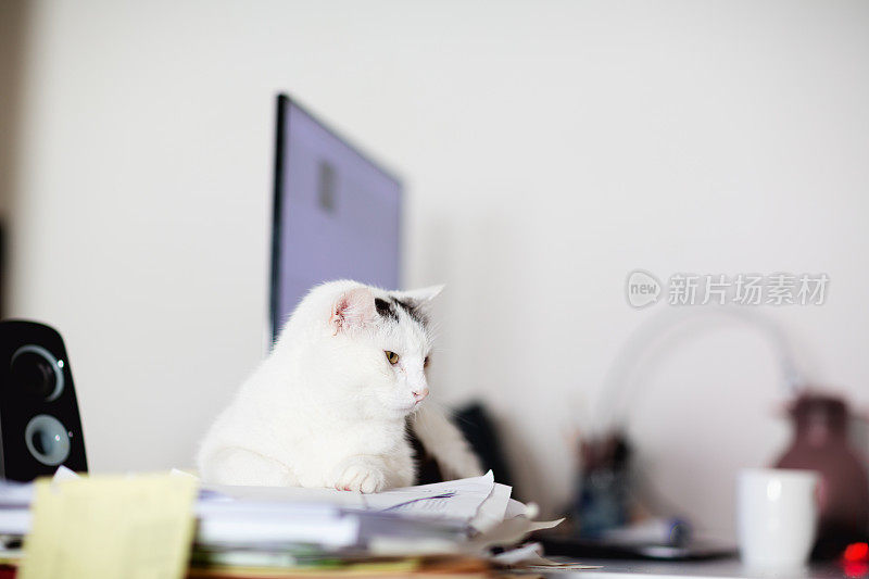 有黑点的白猫坐在桌子上