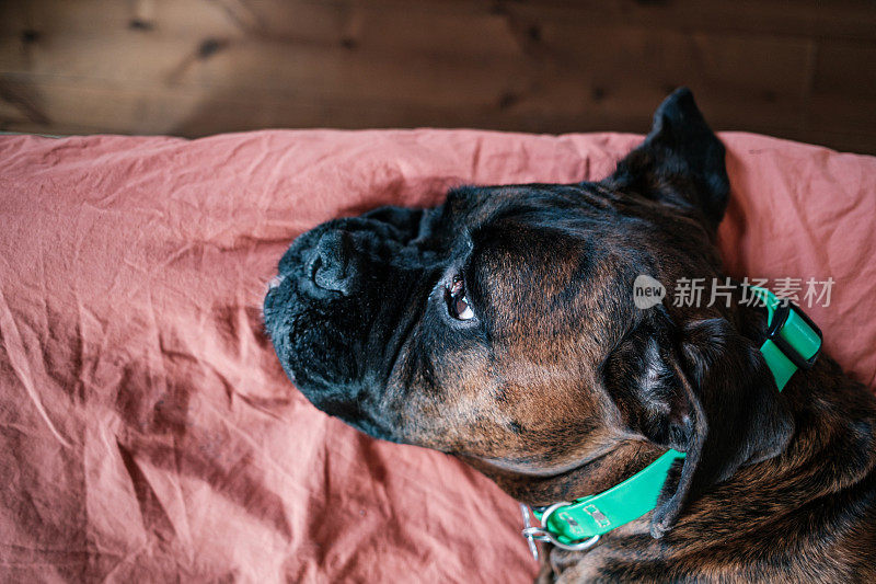 一只雄性拳师犬躺在卧室的床上休息