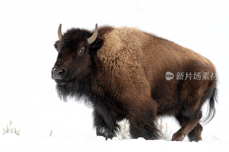 北美美国西部怀俄明州黄石公园的野牛或水牛在雪地中行进