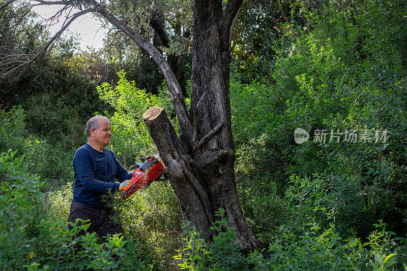 男人们用电锯锯橄榄树