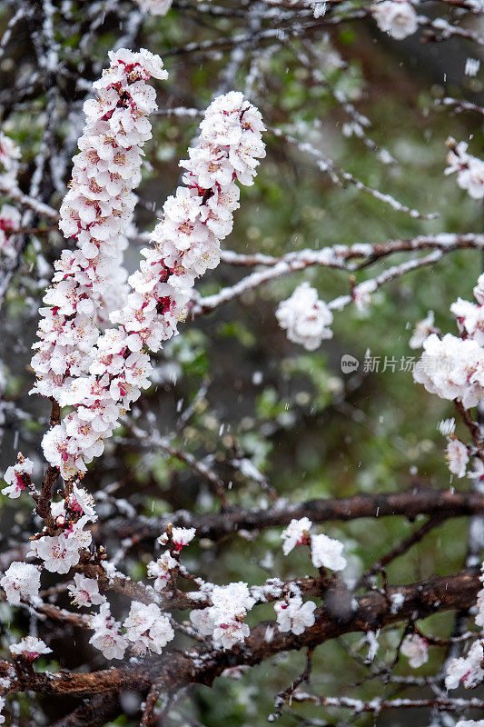 2024年3月22日，安卡拉，雪花落在树上的花朵上