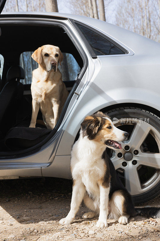 当两只狗，一只金毛猎犬和一只边境牧羊犬急切地等待乘车时，这是一个迷人的时刻。