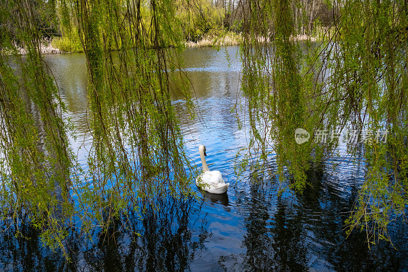 沉默的天鹅在一棵垂柳的掩护下在池塘里游泳
