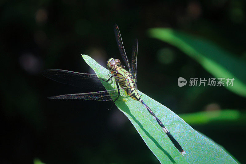 蜻蜓栖息在绿叶上