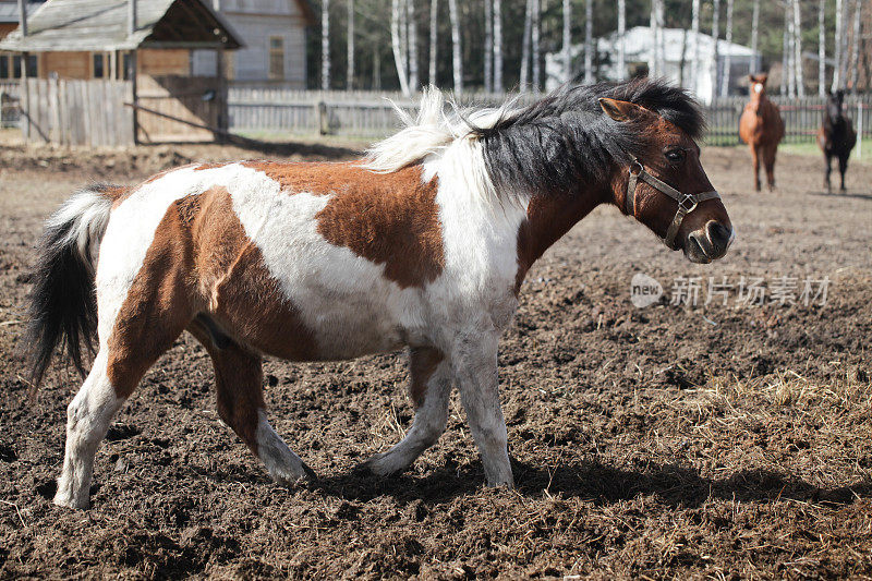 田野上一匹棕色的马。动物的肖像。有黑色鬃毛的马。浅景深。马走。