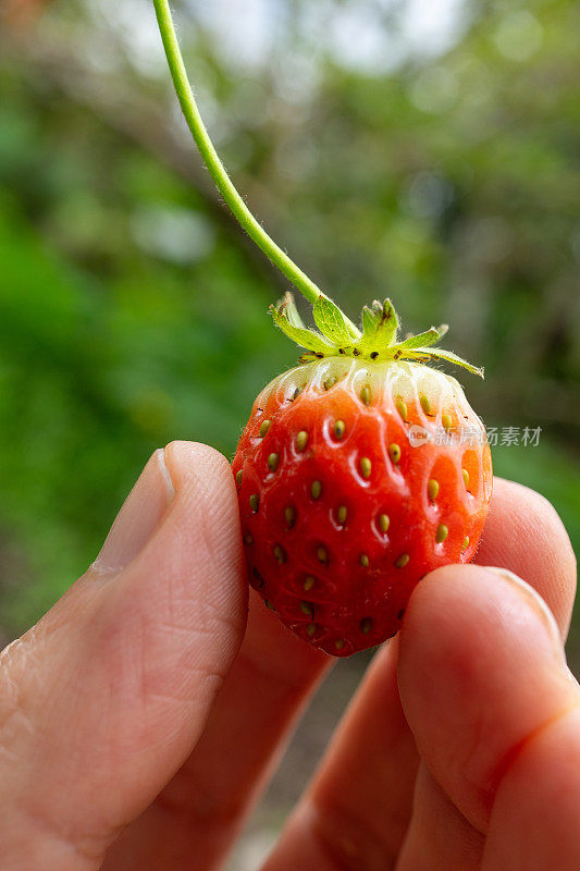 草莓特写