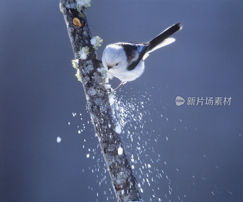 喷洒雪的长尾山雀，Sunayu，北海道，日本