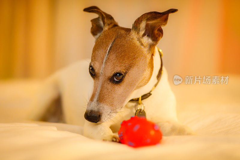 狗在床上玩球或玩具