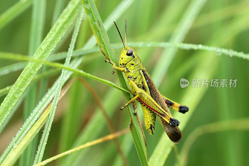 桑普普菲舍施莱克