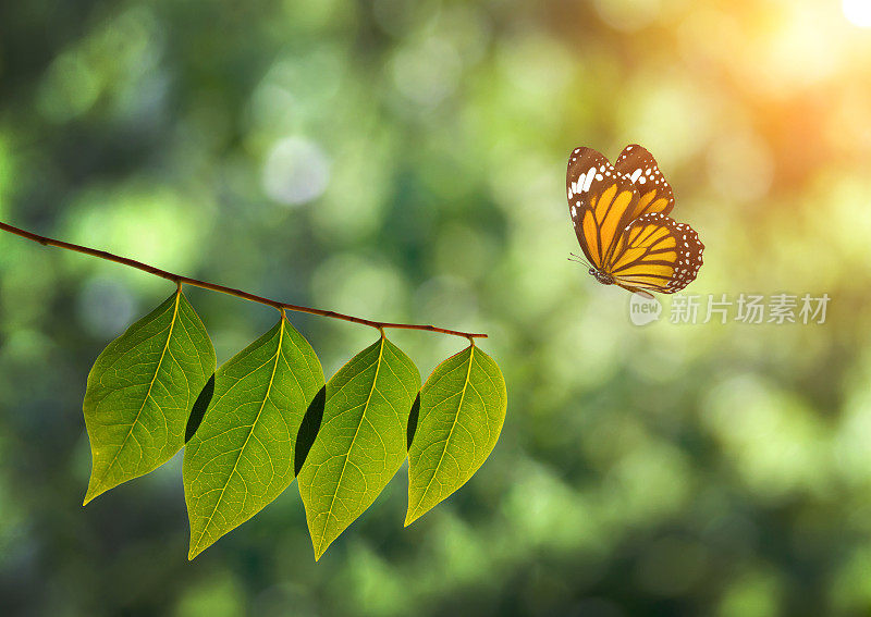 大自然阳光下的帝王蝶和绿叶