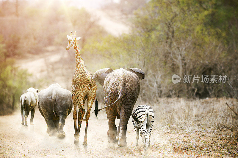 非洲野生动物漫步小路