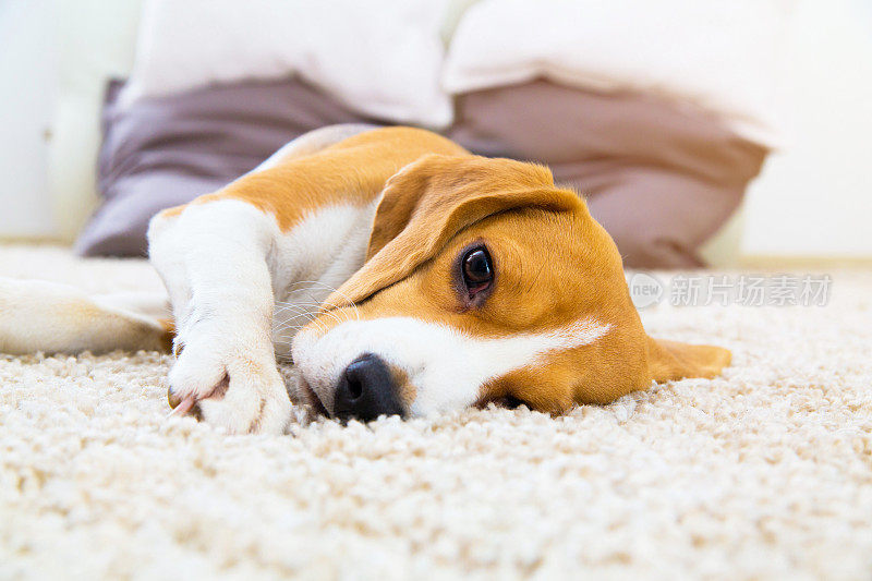 经过训练的狗躺在柔软的地毯上