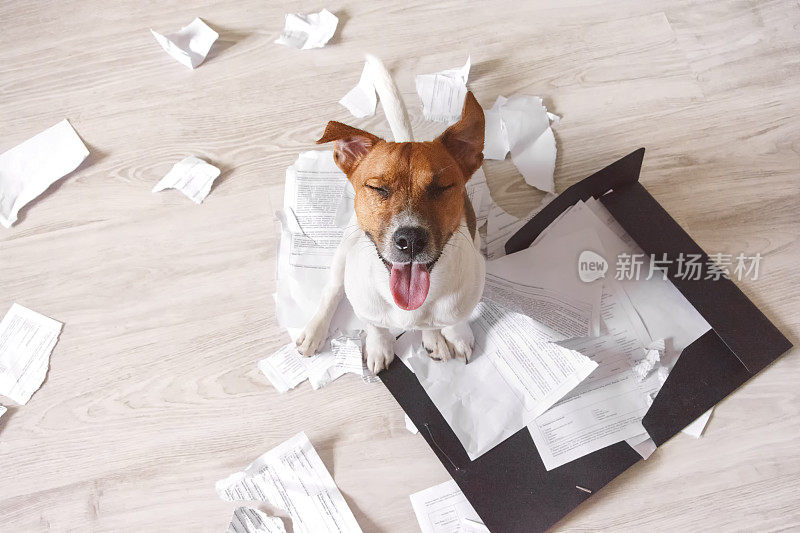 坏狗坐在撕成碎片的文件上
