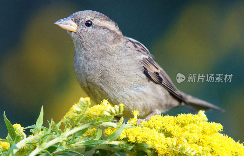 金杖麻雀