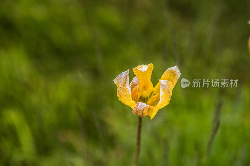 黄枯萎的花瓣